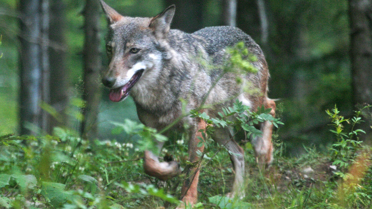 Progetto Lupo per monitorare i branchi sull’Appennino di Ovada