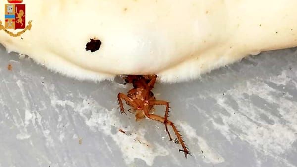 Scarafaggi nel cibo: chiusa una pizzeria a Torino