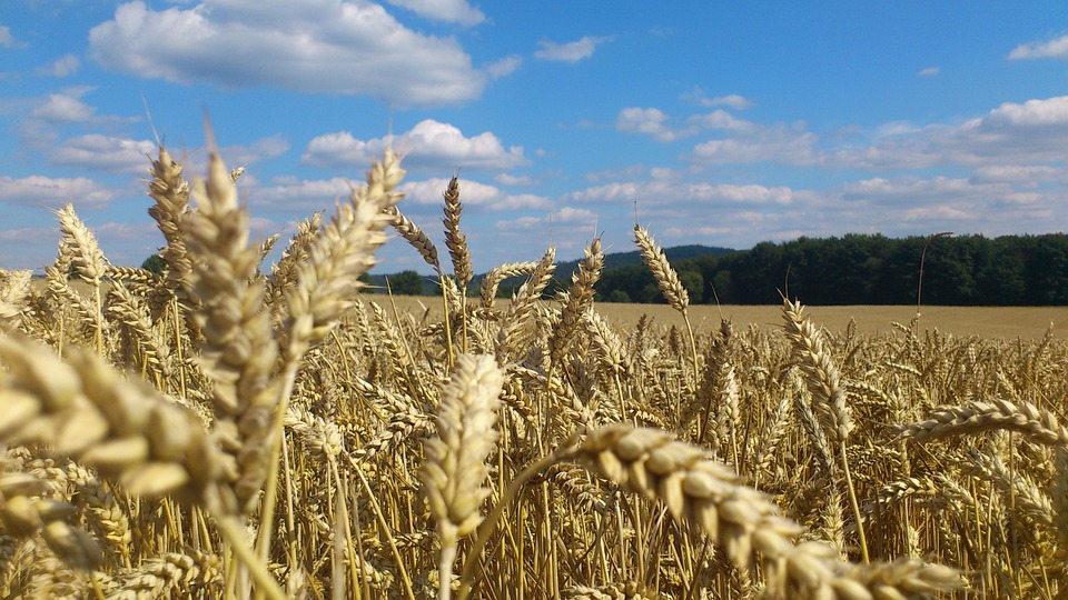 Solo grano prodotto in campi piemontesi per Oro Saiwa