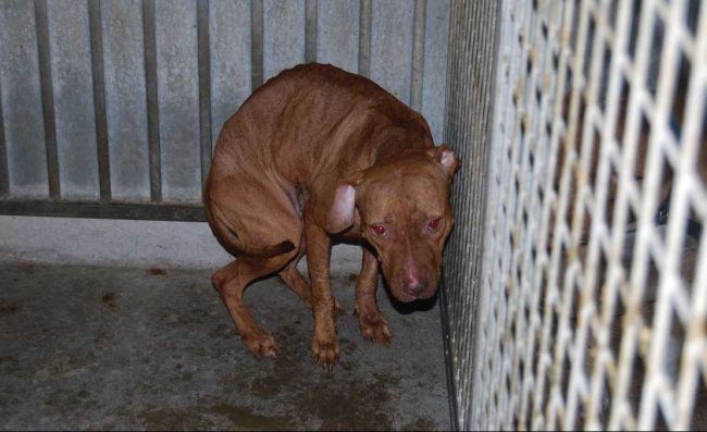 Canile abusivo scoperto nell’Alessandrino: salvati 30 cani