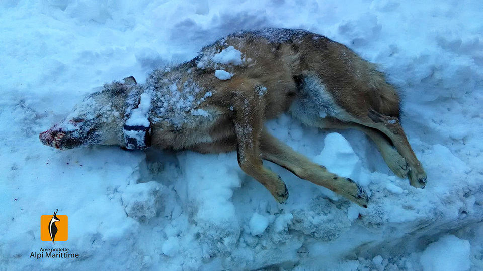 Trovato morto lupo che era stato avvelenato in Alta Valle Grana