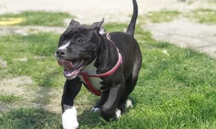 Bambini azzannati dal cane finiscono in ospedale