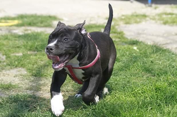 Bambini azzannati dal cane finiscono in ospedale