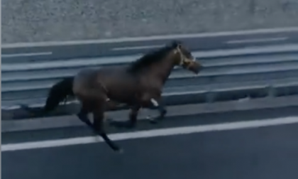 Due cavalli liberi in autostrada, paura sulla Torino Aosta