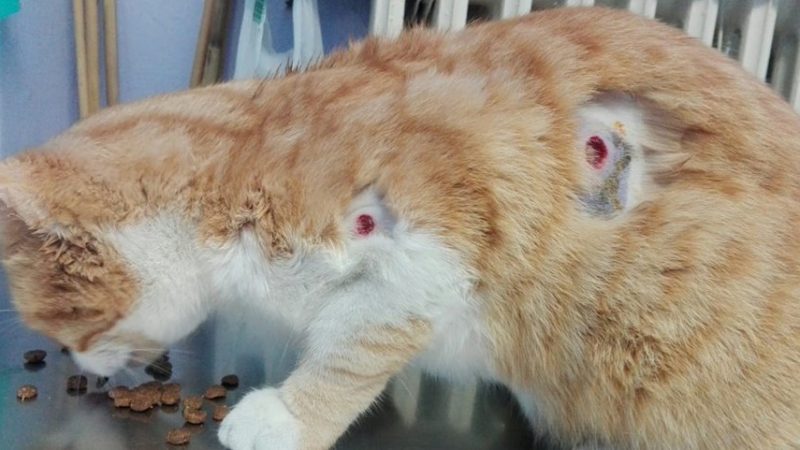 Salvo per miracolo il gatto impallinato con colpi di gomma