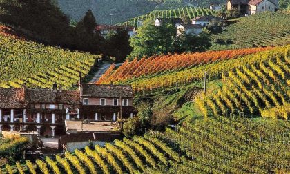 Aperto il bando regionale a sostegno dei consorzi di tutela e associazioni di produttori di vini piemontesi