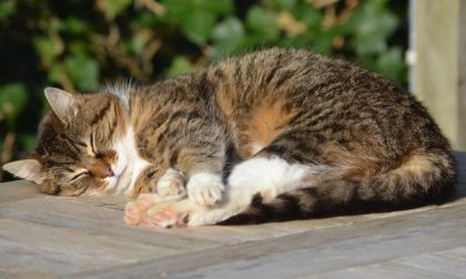 Lite per il gatto finisce con l’arresto per droga