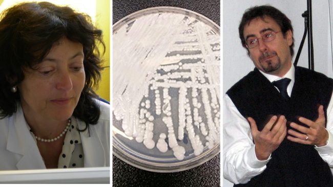 Candida auris: l’ultimo spauracchio del fungo che uccide in tre mesi