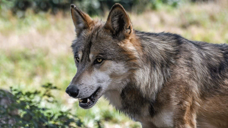 Altro attacco dei lupi: sbranata pecora da 80 kg