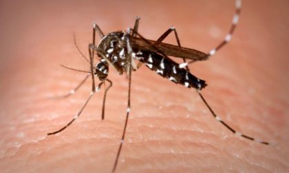 Lotta alle zanzare: varato il piano regionale