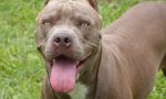 A Santhià due bambine morsicate dal Pitbull di casa