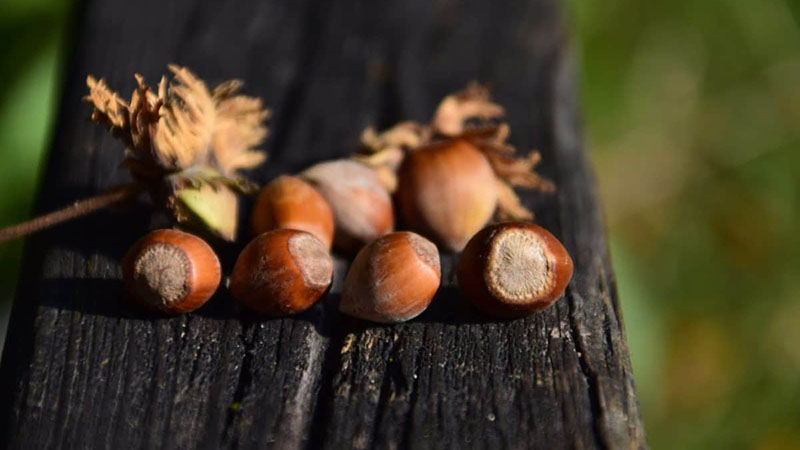 A Cortemilia ritorna la Sagra dedicata alla Nocciola Piemonte IGP