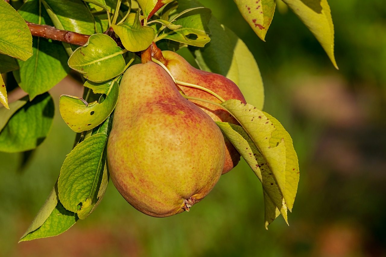 Pere, Coldiretti Cuneo: produzione quasi azzerata nella Granda, è calamità