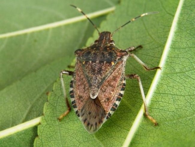 Cimice asiatica, Coldiretti Cuneo: invasione ridimensionata
