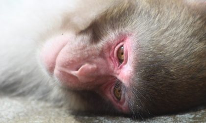 La Lav contro la sperimentazione sui macachi di Torino, interviene la Ministra Giulia Grillo