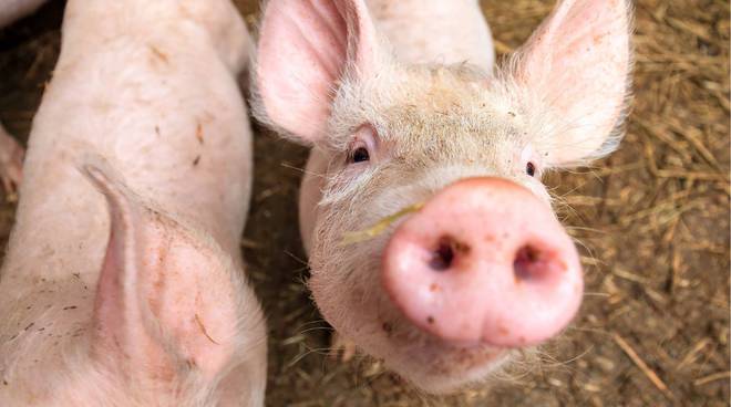 Classyfarm: obbligatorio per tutti gli allevamenti suinicoli