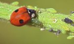 5 mila coccinelle liberate ad Alba, obiettivo combattere i parassiti dei giardini