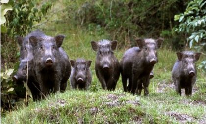 Fauna selvatica: escalation di incidenti, alcuni mortali