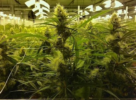 Padre e figlio in due serre a Boves coltivavano droga che poi vendevano