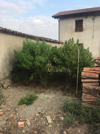 Coltiva marijuana in casa: 60enne arrestato
