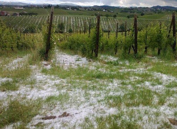 La grandine arriva sui vigneti Albesi. Danni ingenti e il meteo non tranquillizza VIDEO