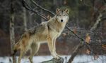 Danni causati dai lupi agli allevatori piemontesi: dalla Regione altri 170mila euro di indennizzi