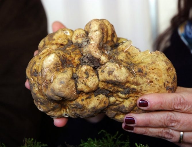 Tartufo: si parla di prezzi ma la quotazione ufficiale arriverà dalla Fiera