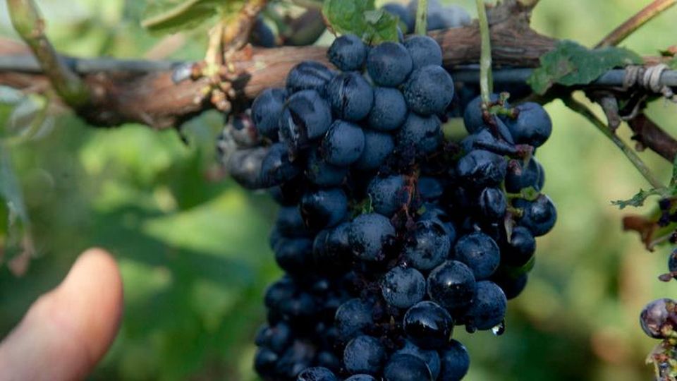 La grandine mette ko la vendemmia 2019 nel Cuneese e nell’Alessandrino