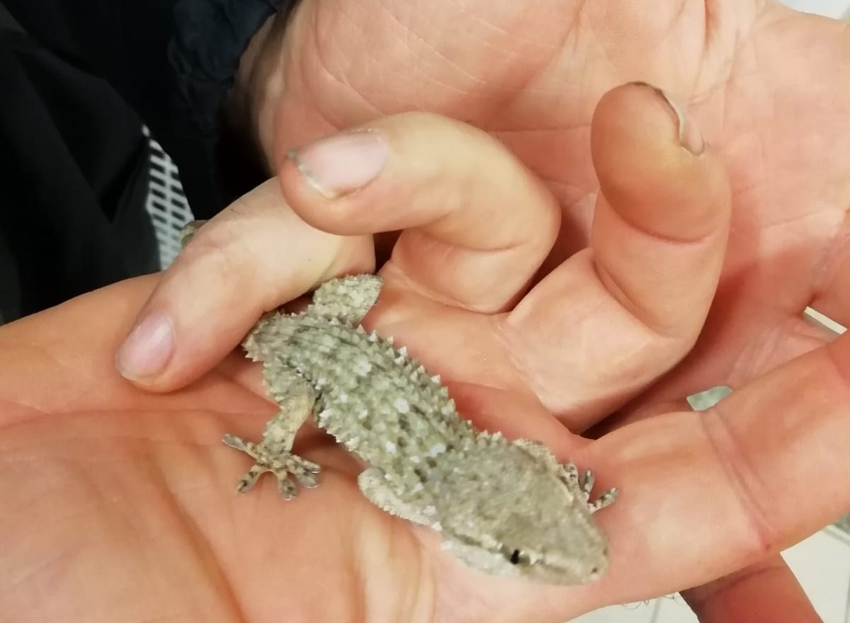 Un drago barbuto sul balcone di un appartamento, ritrovato a Torino