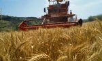 Trebbiatura, Coldiretti Cuneo: "La siccità taglia fino al 20% del raccolto del grano cuneese"