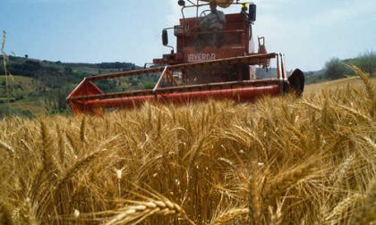 Ucraina: non si ferma impennata mais (+11%) e grano tenero (+9,4%)