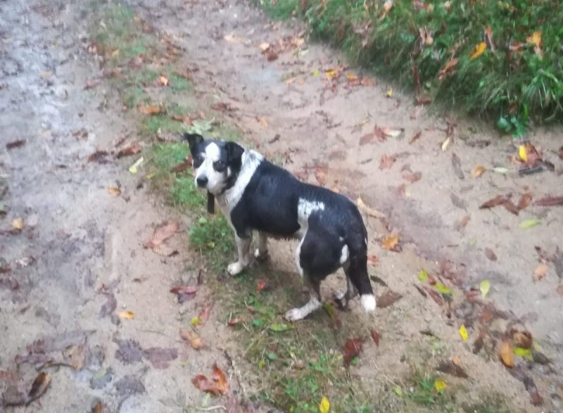 Torna Lady la cagnolina dello scomparso di Paesana. Dov’e il suo padrone?