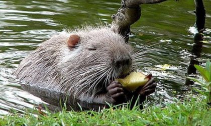 Sagra della nutria, gli organizzatori: "Non sapevamo fosse proibito"