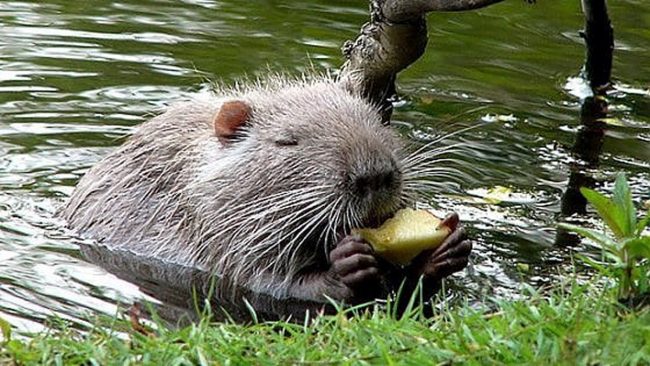 Per contenere l’invasione s’inventano la Sagra della Nutria, ma l’Asl dice no