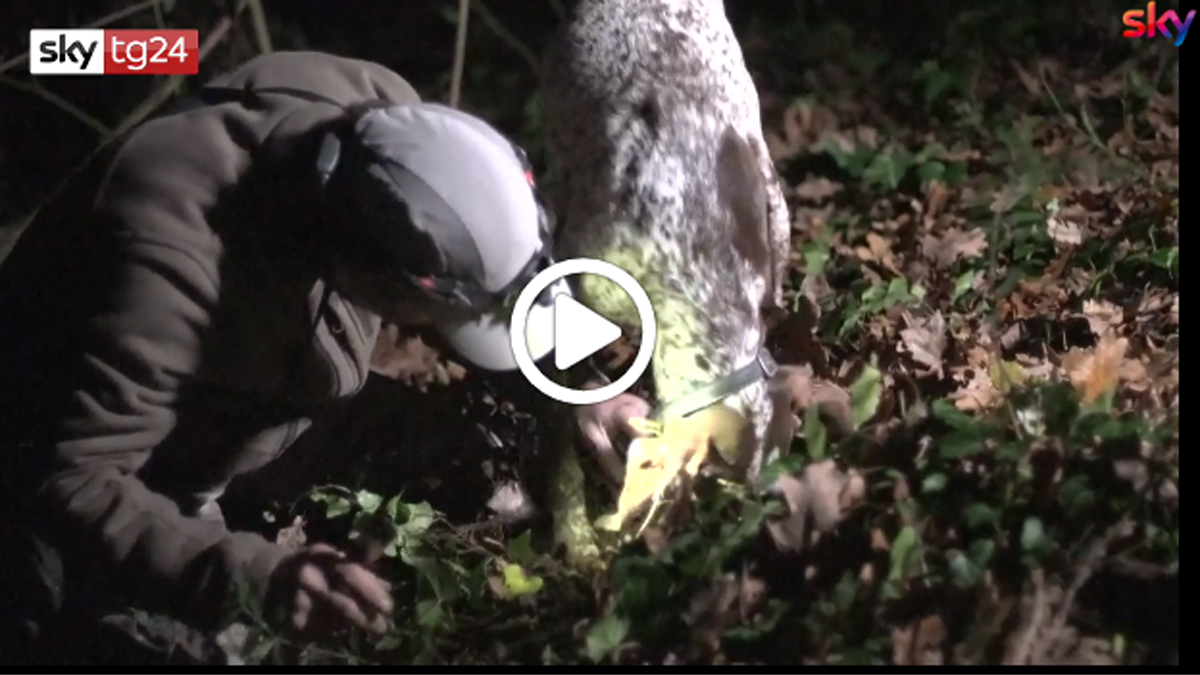 Fiera del tarfufo Alba 2019: i segreti dei trifulau VIDEO