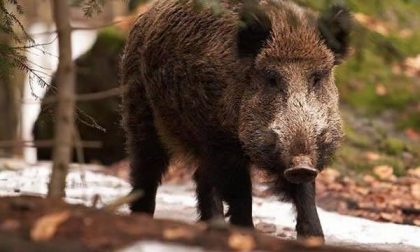 Confagricoltura Piemonte: "Siamo preoccupati per il contenimento della peste suina"