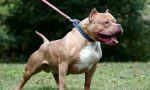 Aggredito da un pitbull mentre fa jogging a Cuneo