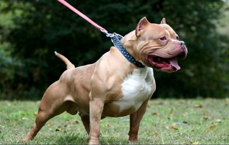 Aggredito da un pitbull mentre fa jogging a Cuneo
