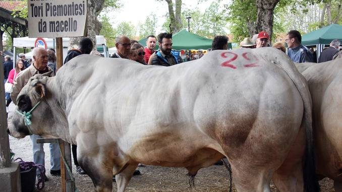 Toro da record premiato a Bra, pesa oltre una tonnellata