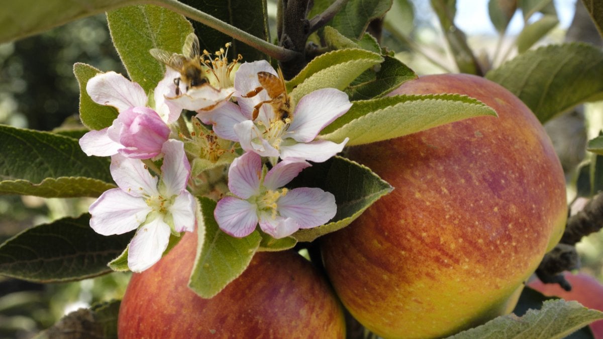 Api “avvelenate” a Farigliano: maxi multa per un’azienda agricola