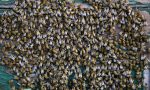 Furto d'arnie nel cuneese, denunciato il presunto ladro di api