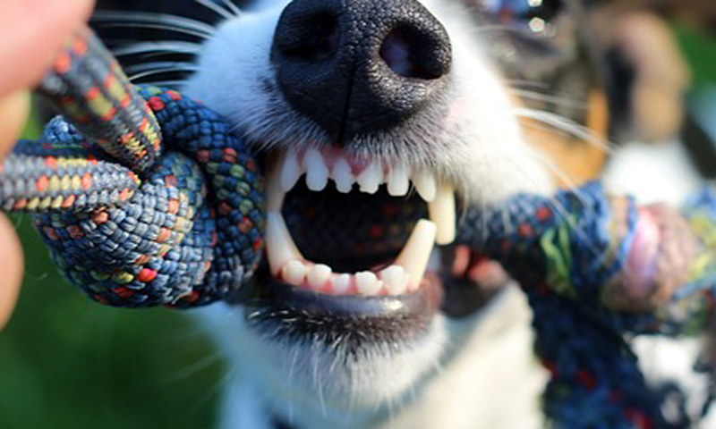 Regione Piemonte, le ceneri di cani e gatti tumulate insieme alle spoglie dei loro umani