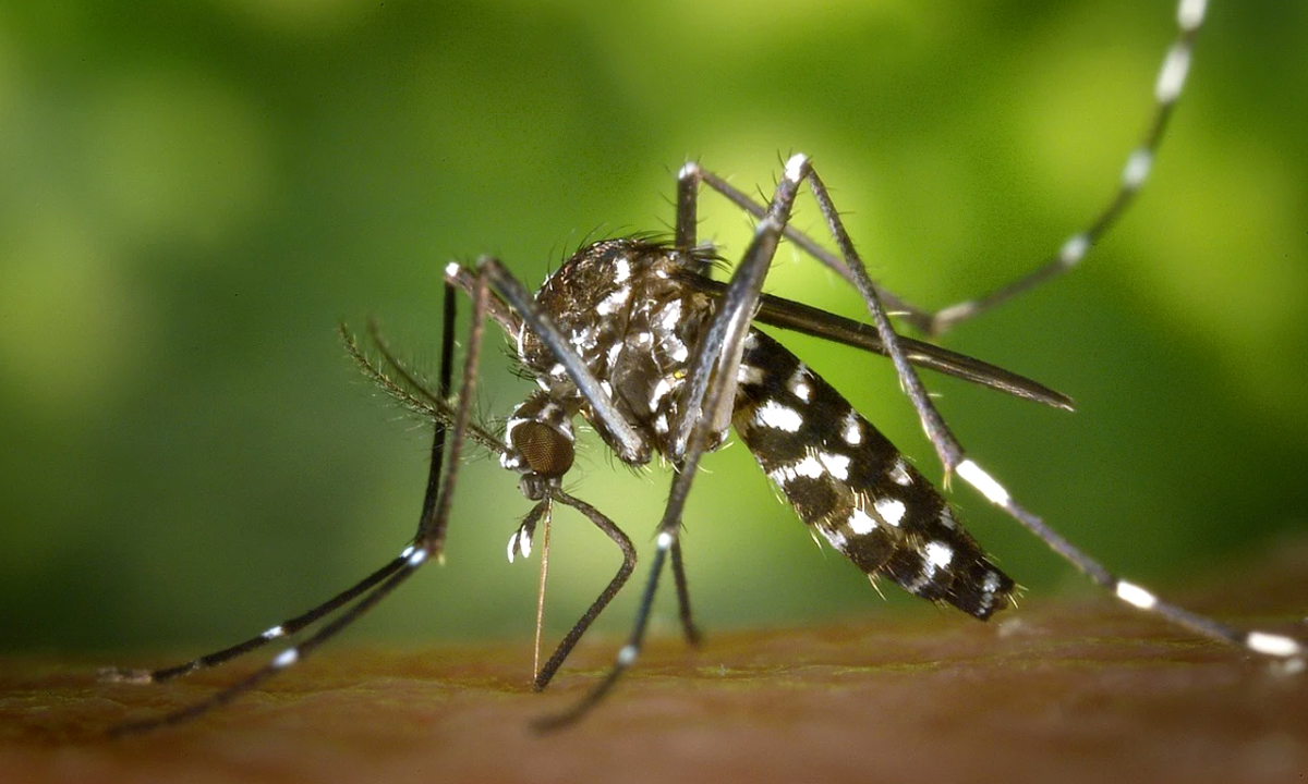 Febbre West Nile: nell’ultima settimana raddoppiati i casi, in Piemonte sono almeno quattro