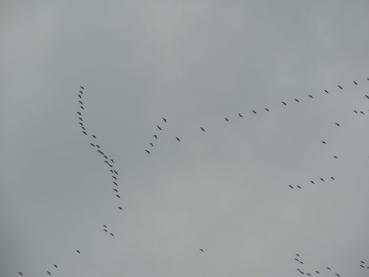 Stormo di Gru sopra i cieli Cuneesi, il loro passaggio segna l’arrivo del freddo