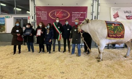 L'emergenza Covid non ferma la Fiera del Bue Grasso di Carrù FOTO