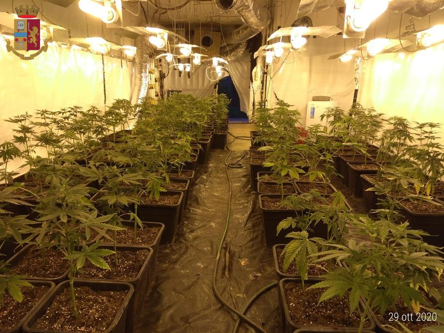 Casa diroccata era una serra di marijuana: 45 chili sequestrati e due arresti