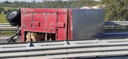 Camion ribaltato lungo la SS20, morta una ventina 20 bovini