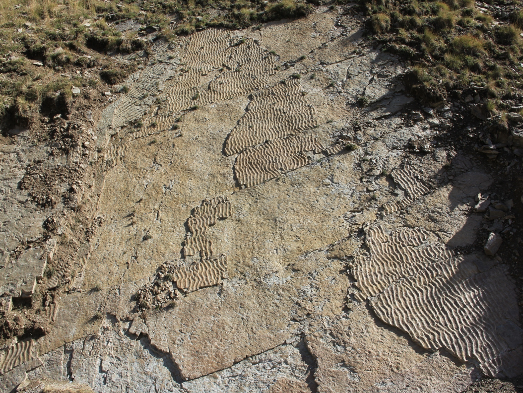 Nell’area-delle-impronte-sono-frequenti-i-“ripple-marks”-tracce-di-moto-ondoso-lasciate-circa-250-milioni-di-anni-fa-su-un-fango-sabbioso-ora-diventato-roccia-Foto-di-Enrico-Collo