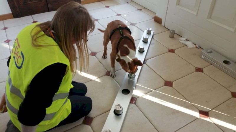 Cani anti-Covid, all’aeroporto di Cuneo partirà il progetto pilota