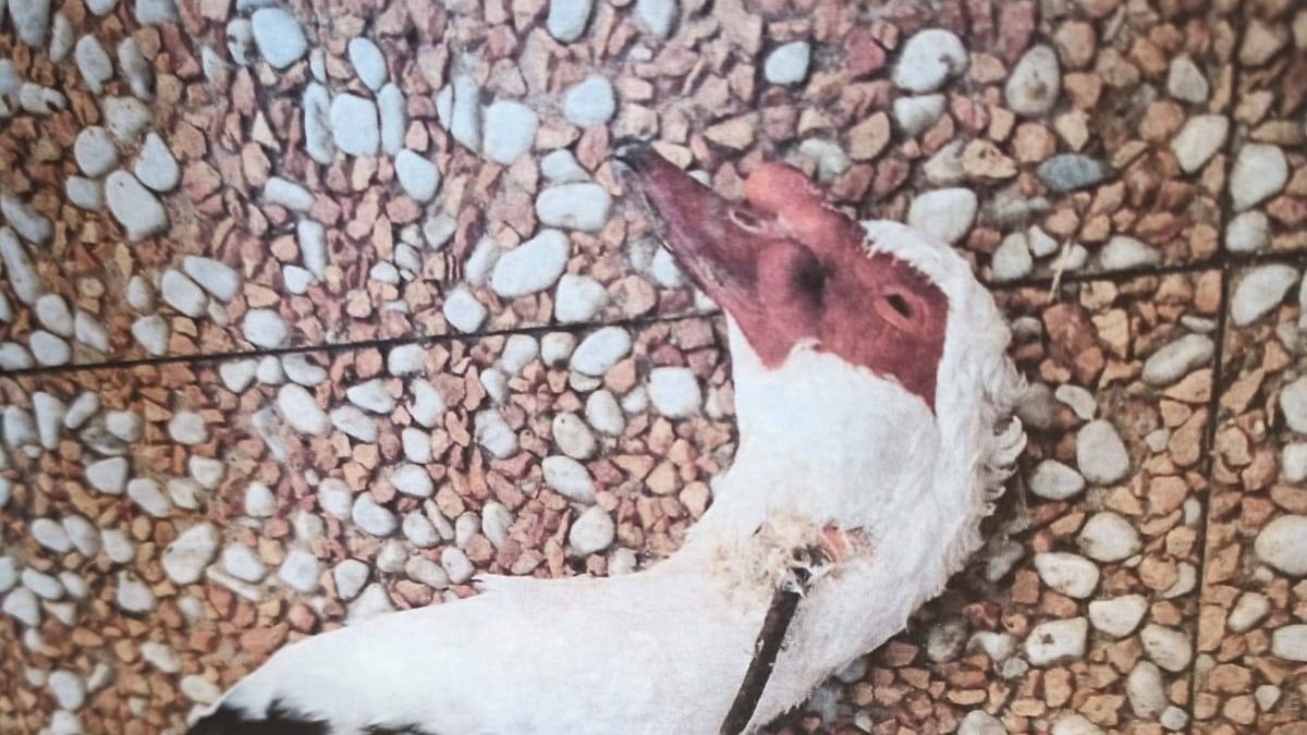 Entrano nel cortile di casa e uccidono a sangue freddo le sue anatre